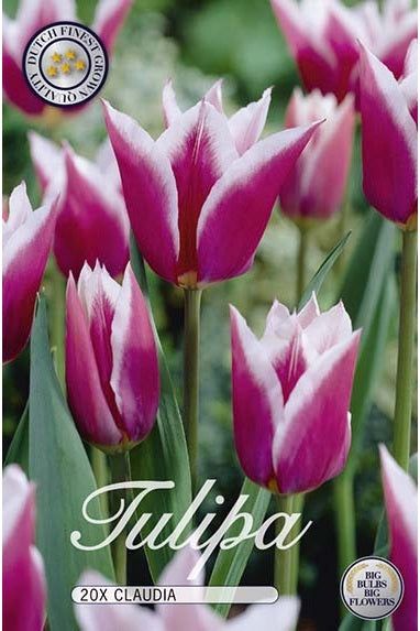 Tulip Claudia 20-pakning